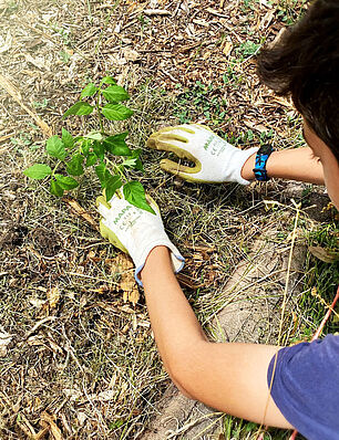 Les élèves de Louise Michel entretiennent un potager en permaculture - Agrandir l'image (fenêtre modale)