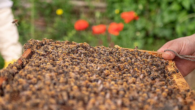 Bee-Pass®, une ruche pour observer les abeilles en toute sécurité