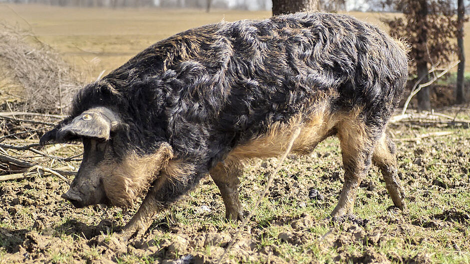 Originaire de Hongrie, le Mangalica aussi appelé porc laineux intrigue autant qu’il séduit - Agrandir l'image (fenêtre modale)
