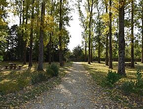 Aire de pique nique à la peupleraie sur le tronçon Valence sur Baïse - Flaran - Agrandir l'image (fenêtre modale)