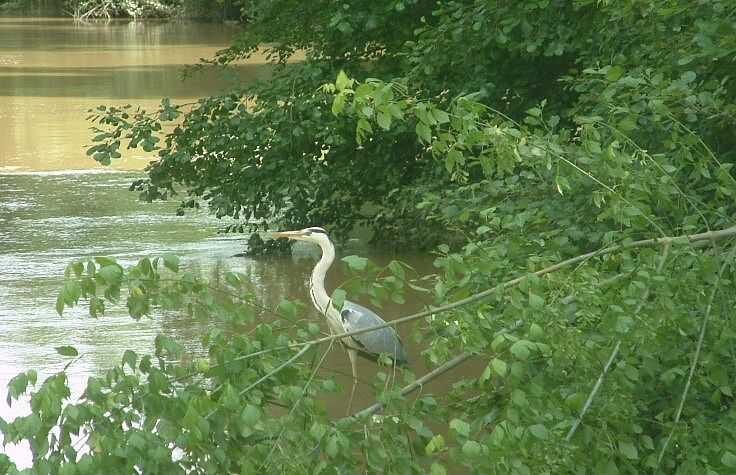 Héron cendré dans la rivière Baïse, Gers. - Agrandir l'image (fenêtre modale)