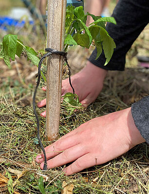 Un atelier de permaculture est proposé aux éléves volontaires à Louise Michel 2 - Agrandir l'image (fenêtre modale)