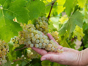 Un vignoble cultivé en biodynamie, dans le respect de la terre et de la biodiversité - Agrandir l'image (fenêtre modale)