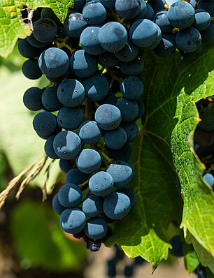 Le vignoble d'Herrebouc est composé de 10 cépages typiques du Sud Ouest