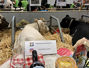 La vache mirandaise "Galilée" #TNLA - Agrandir l'image (fenêtre modale)