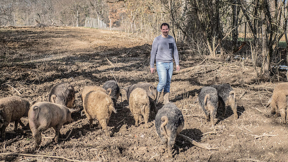 Les cochons laineux sont élevés en liberté et dans le respect du bien-être animal - Agrandir l'image (fenêtre modale)