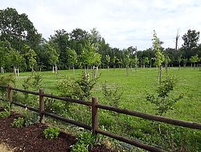 Graziac Création d'un arboretum et aire d'animation touristique - Agrandir l'image (fenêtre modale)