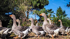 L'oie et son foie gras seront à l'honneur au Salon de l'agriculture aux côtés de toutes les autres filières du territoire - Agrandir l'image (fenêtre modale)