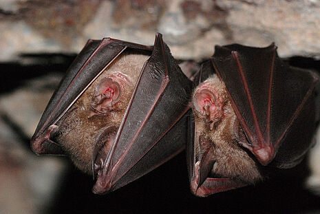Grand Rhinolophe Copyright Sophie B. - Agrandir l'image (fenêtre modale)