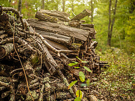 La production de bois est aussi une des activités des forêts départementales - Agrandir l'image (fenêtre modale)