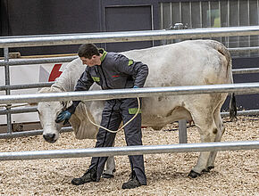 Les jeunes élèves du lycée agricole de Mirande ont présenté une vache Mirandaise - Agrandir l'image (fenêtre modale)